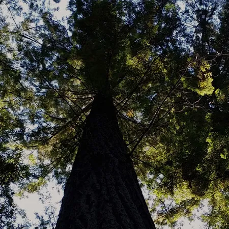 Northern California's Premier Website Design Specialists!