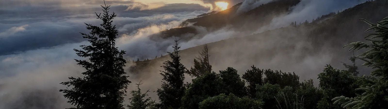 With Over 25 Years of Expertise, Brymels LLC Delivers Tailored Website Solutions.