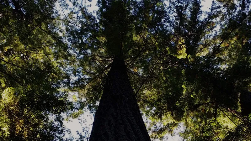 Northern California's Premier Website Design Specialists!